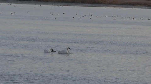 Tundra Swans Stock Footage 105287320