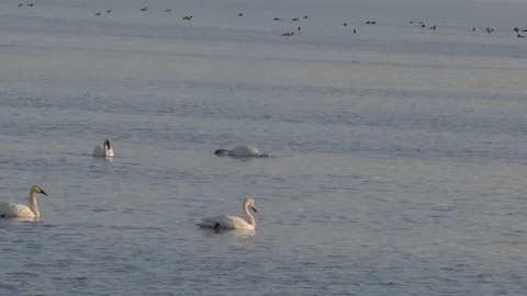 Tundra Swans Stock Footage 105289213