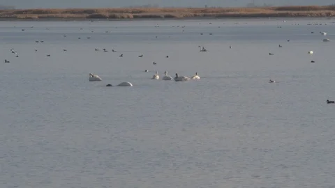 Tundra Swans Stock Footage 105289807