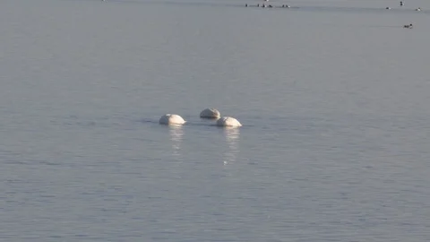 Tundra Swans Stock Footage 105292774