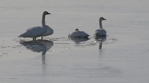 Tundra Swans Stock Footage 106114567