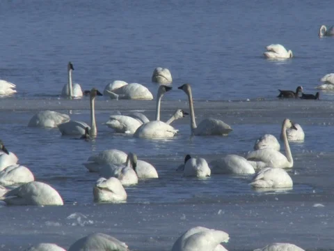 Tundra Swans Interacting and Communicating, with swan calls, Stock Footage 124678993