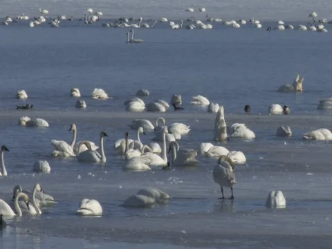 Tundra Swans interacting on ice and in the water, with audio Stock Footage 124679734