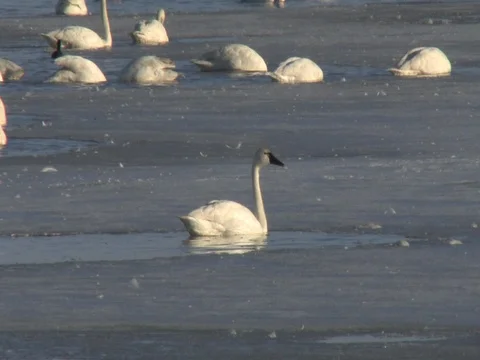 Tundra Swans in Nice Light as they Graze in "ice holes" in shallow water Stock Footage 124678198