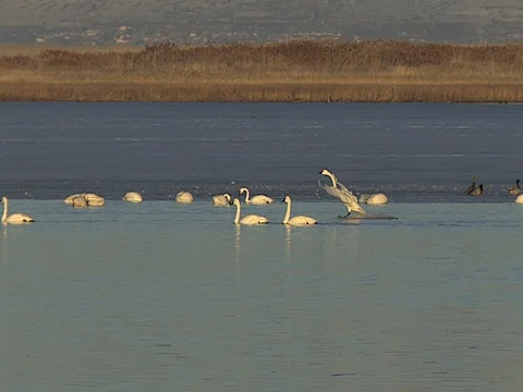 Tundra Swans, Quick Landing in Nice Light, w audio of swan calls Stock Footage 124717306