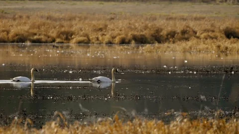 Tundra swans swimming peacefully across river in wetland habitat Stock Footage 102458807