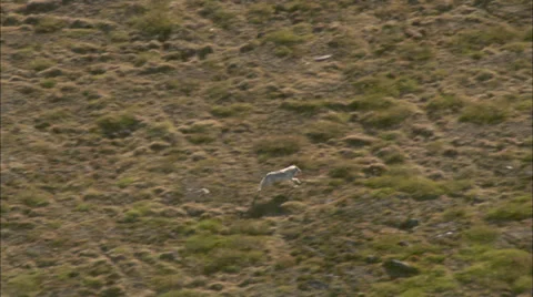 Tundra White Wolf Video stock 37310397