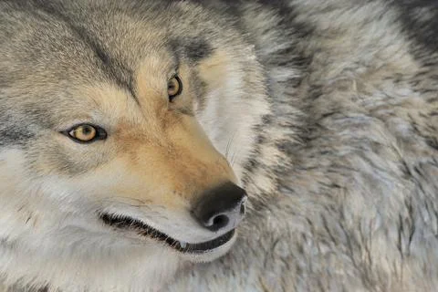 Tundra wolf up close Foto stock
