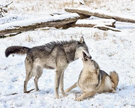 Tundra Wolf Demonstrating Submissive Behavior to Male Alpha in the Winter Snow Foto stock