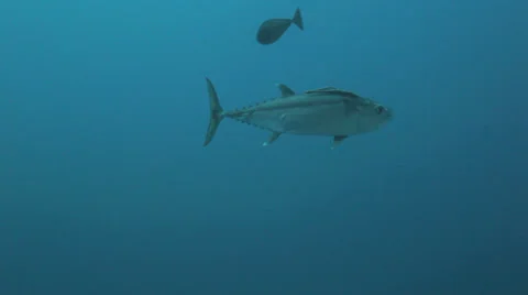 Tune swims in the blue Stock Footage 22722285