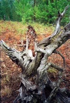 Tunguska fallen tree Stock Photos