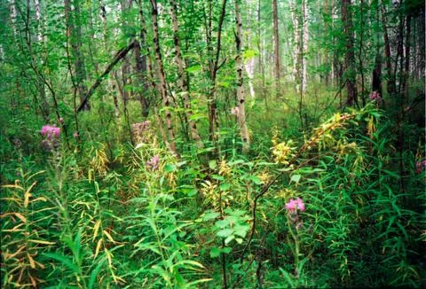 Tunguska forest Stock Photos