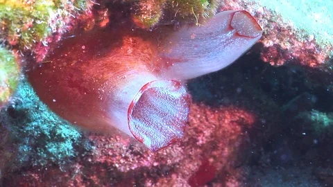 Tunicate underwater close up Stock-Footage