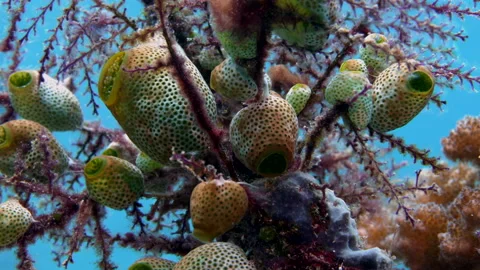 Tunicates close 스톡 동영상 131103597