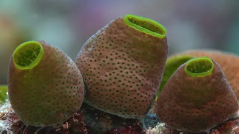 Tunicates extreme close Stock Footage 131103598
