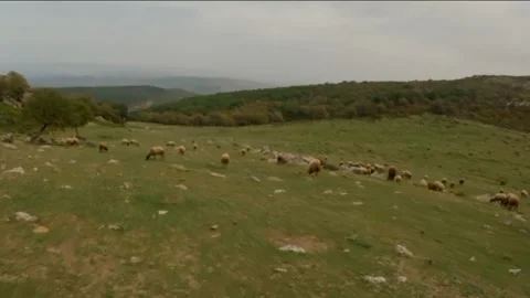 Tunisian cattle sheep Video stock 242053130