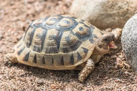 Tunisian tortoise, small turtle Stock Photos