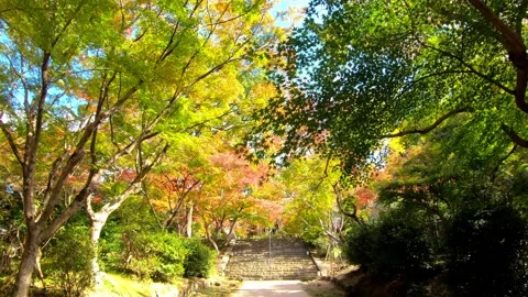 Tunnel of beautifully colored huge maple trees in autumn. P.O.V (POV) shot. Stock Footage 202245953