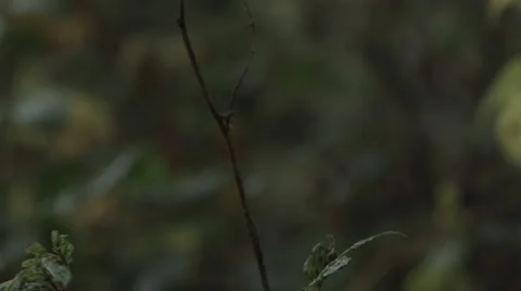 Tunnel of brambles Video stock 44260381