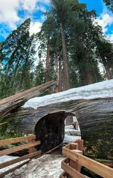 Tunnel Log Stock Photos