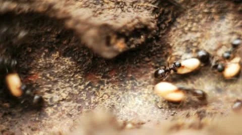 Tunnel in the nest Stock Footage 12092297