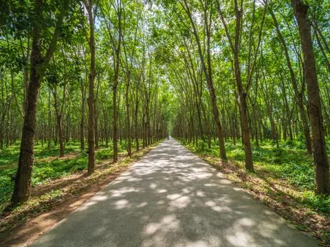 Tunnel rubber tree Stock Photos