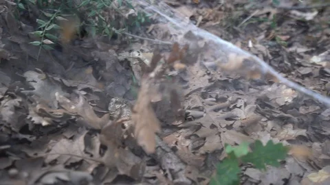 Tunnel spider on leafs in forest Stock Footage 124060120