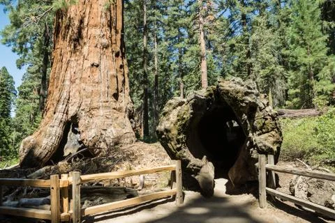 Tunnel Through a Fallen Sequoia Tree Stock Photos