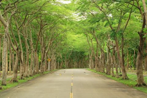 Tunnel tree Stock Photos