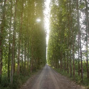 Tunnel tree row Stock Photos