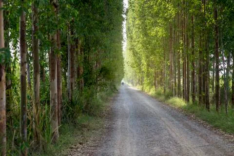 Tunnel tree row Stock Photos