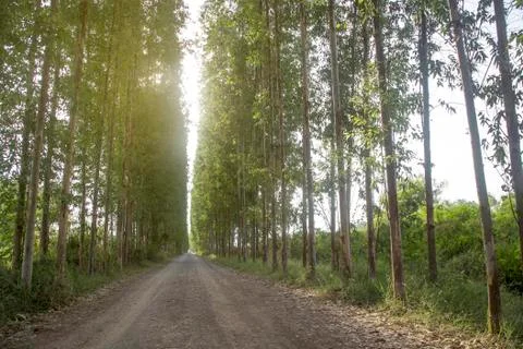 Tunnel tree row Stock Photos