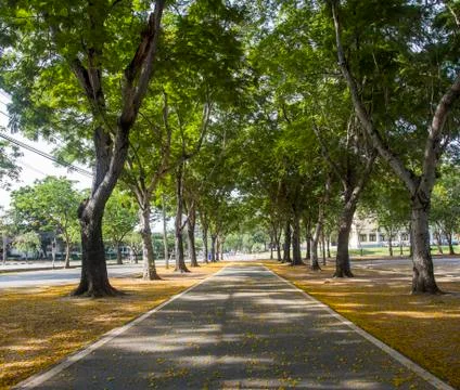 Tunnel tree row Stock Photos
