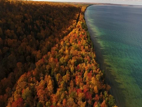 Tunnel of Trees Flyover Aerial Beautiful Fall Foliage along Coast Stock Footage 75998564