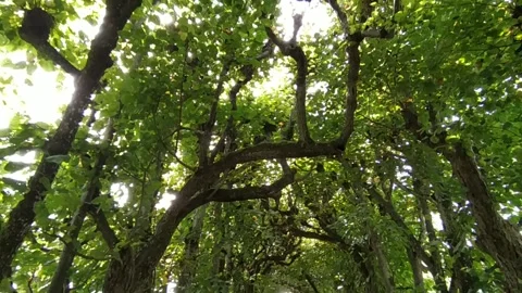 A tunnel of trees Stock Footage 213946067
