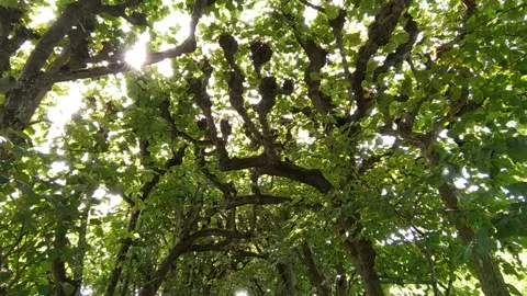 A tunnel of trees Stock Footage 213946068