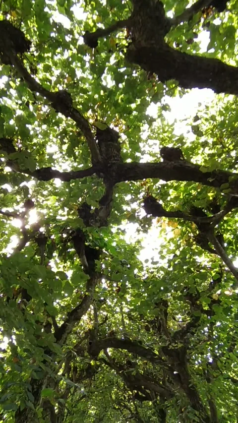 A tunnel of trees Stock Footage 213946349