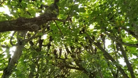 A tunnel of trees Stock Footage 213946367