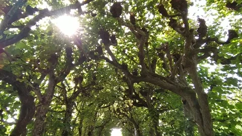 A tunnel of trees Stock Footage 213946369