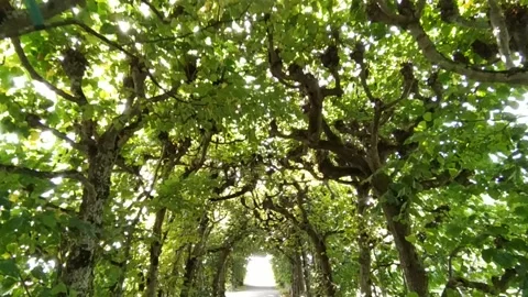 A tunnel of trees Stock Footage 213946742