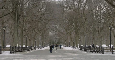 Tunnel of Trees over Central Park Mall in Winter Vídeo Stock 330973189