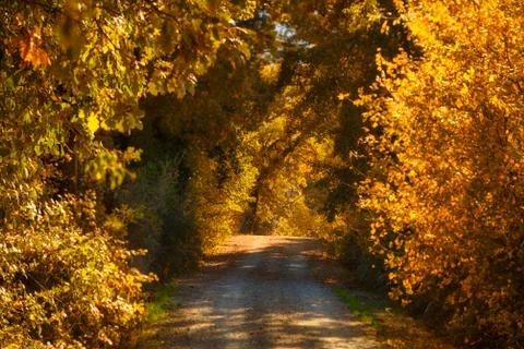 Tunnel from the trees Фото