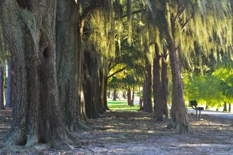 Tunnel of Trees 스톡 사진