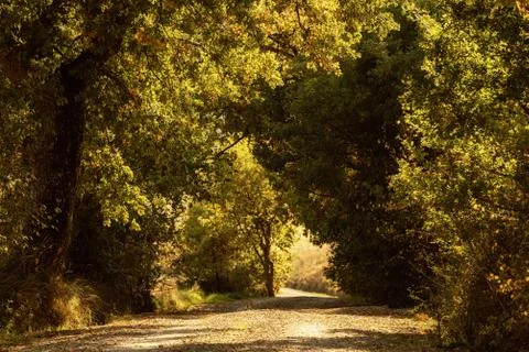 Tunnel from the trees Stockfoto's