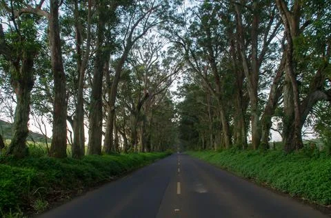 Tunnel of trees Stock Photos
