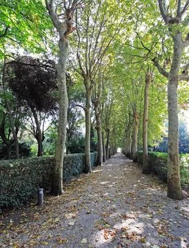 Tunnel of Trees Stock Photos