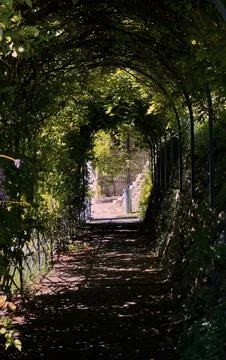 A tunnel under the hedges. Stock Photos