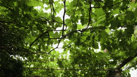 Tunnel of Vines 库存影片 223963958