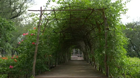 Tunnel of Vines Stock Footage 235919937