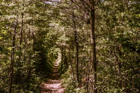 Tunnel walkway between trees in a deep forest at summer sunny day Stock Photos
